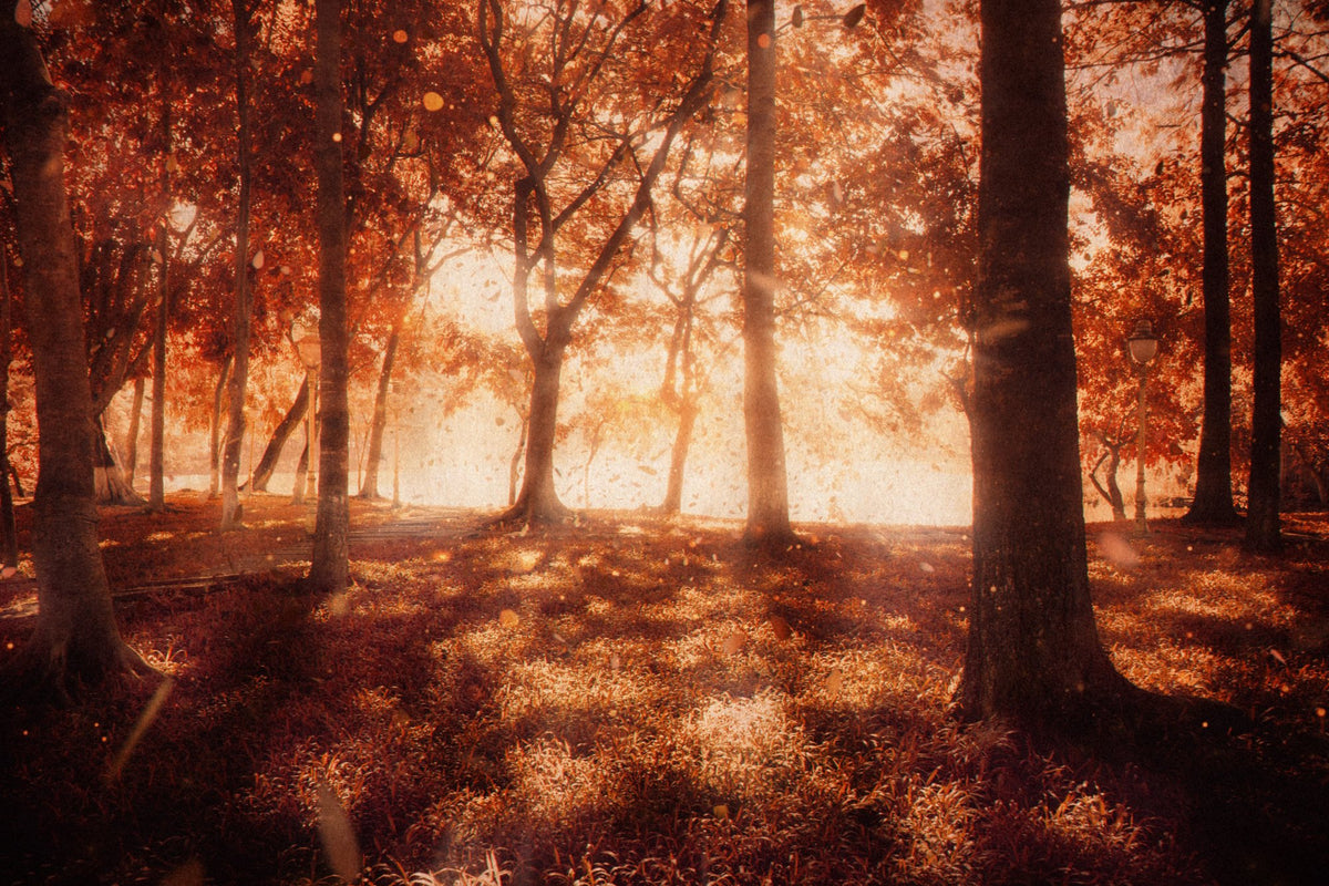 Sunlit autumn woodland